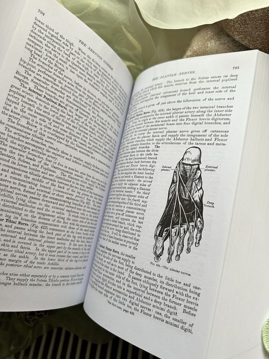 Gray’s anatomy paperback