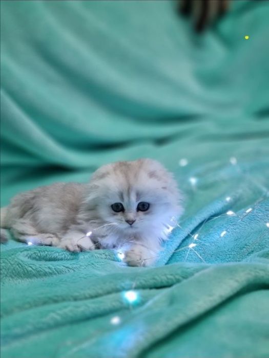 Перспективная девочка серебристая шиншилла