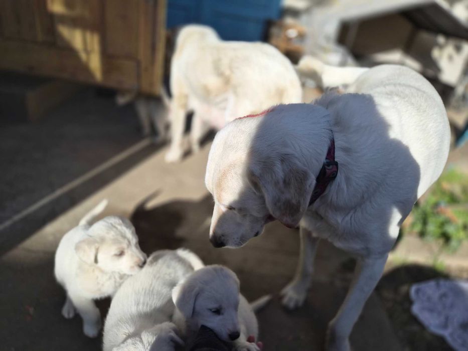 Catelusi albi stramos labrador metis