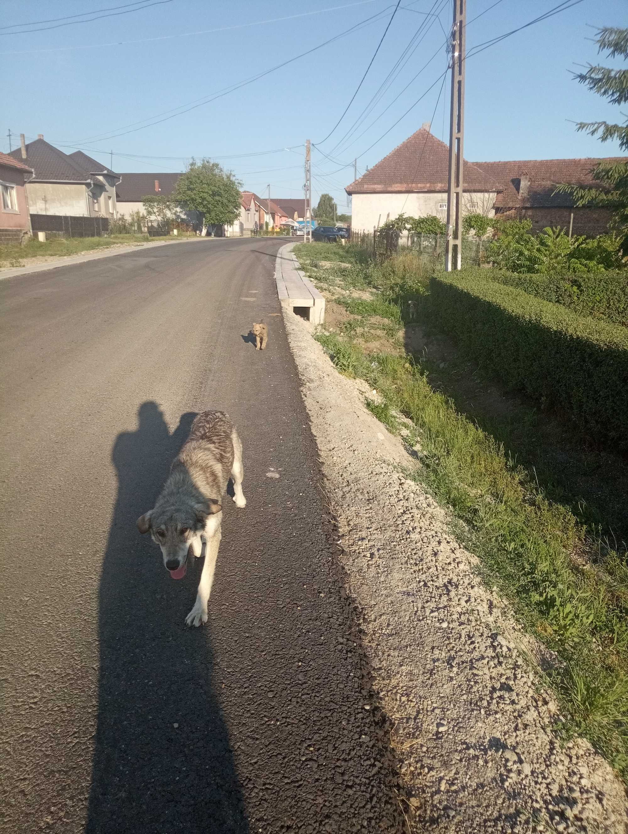 Donație cățelușa
