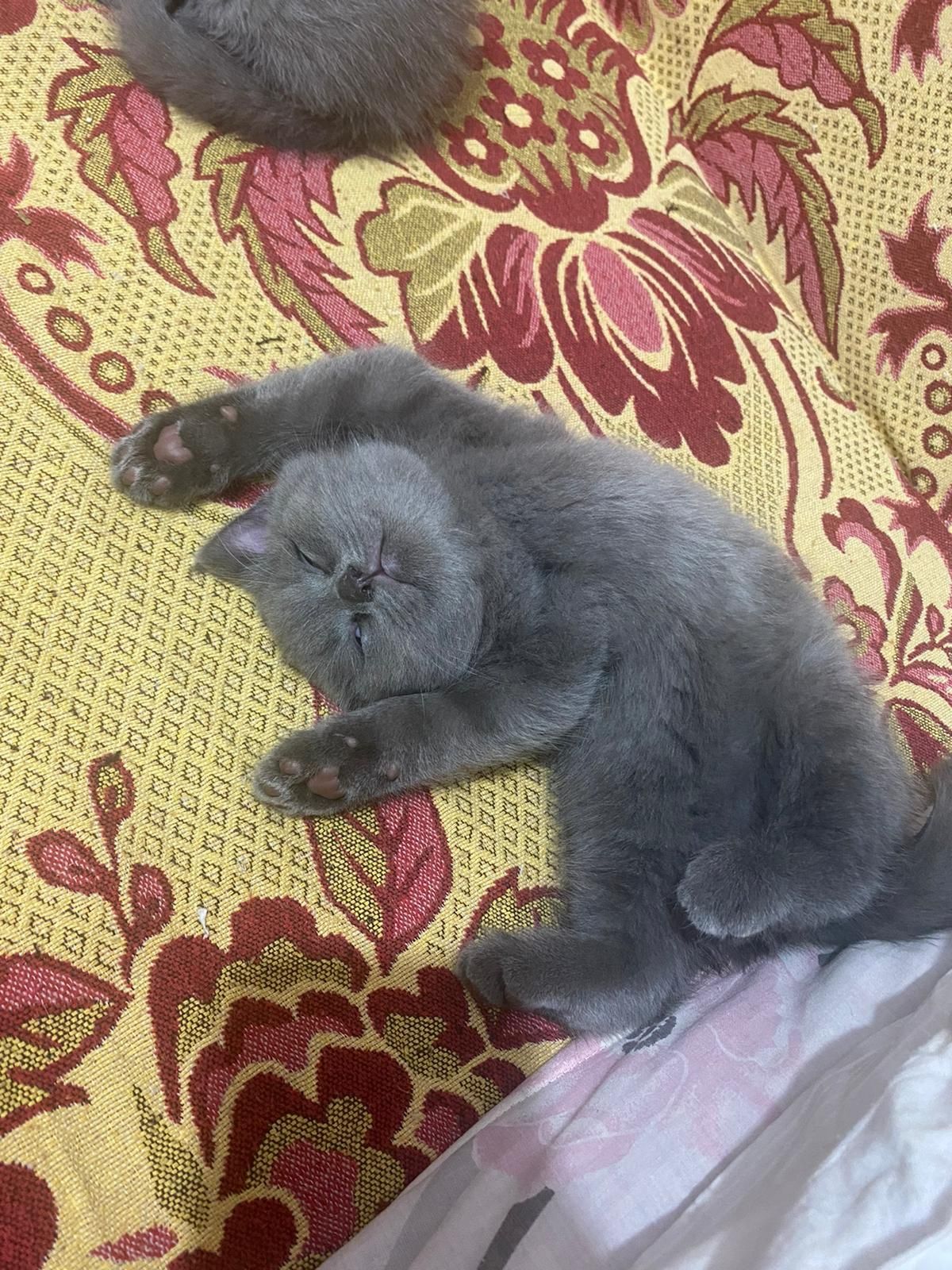 Vind pui British shorthair blue