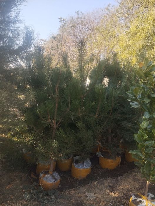 Xar xil turdagi archa va gullar