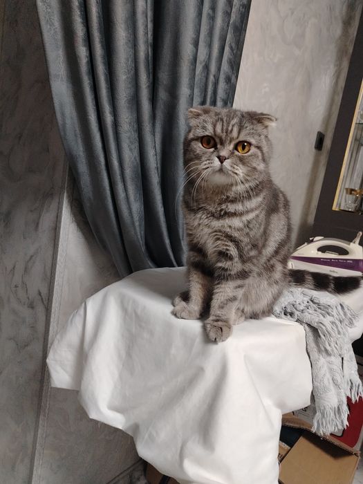 Skoch qiz bola 1 yosh