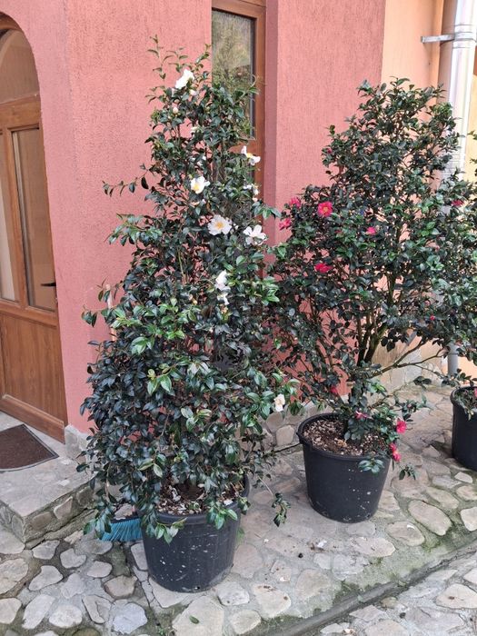 Vând plante oranametale