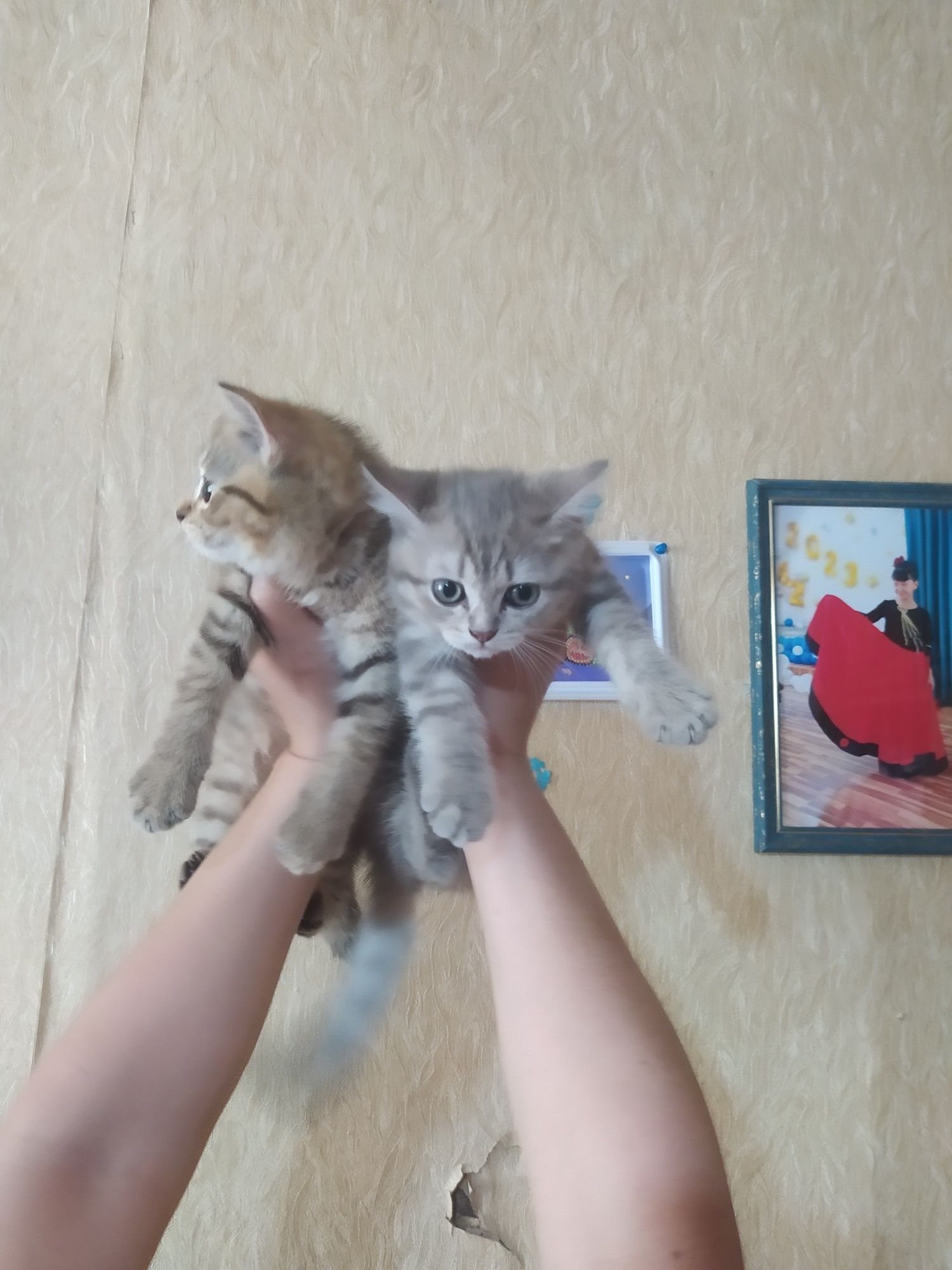 Шотландские скотиш Страйт котята.