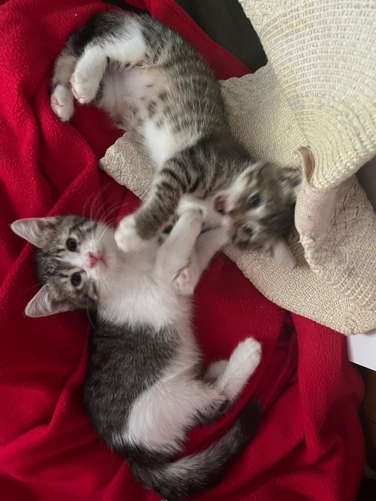 Отдам котят в добрые руки
