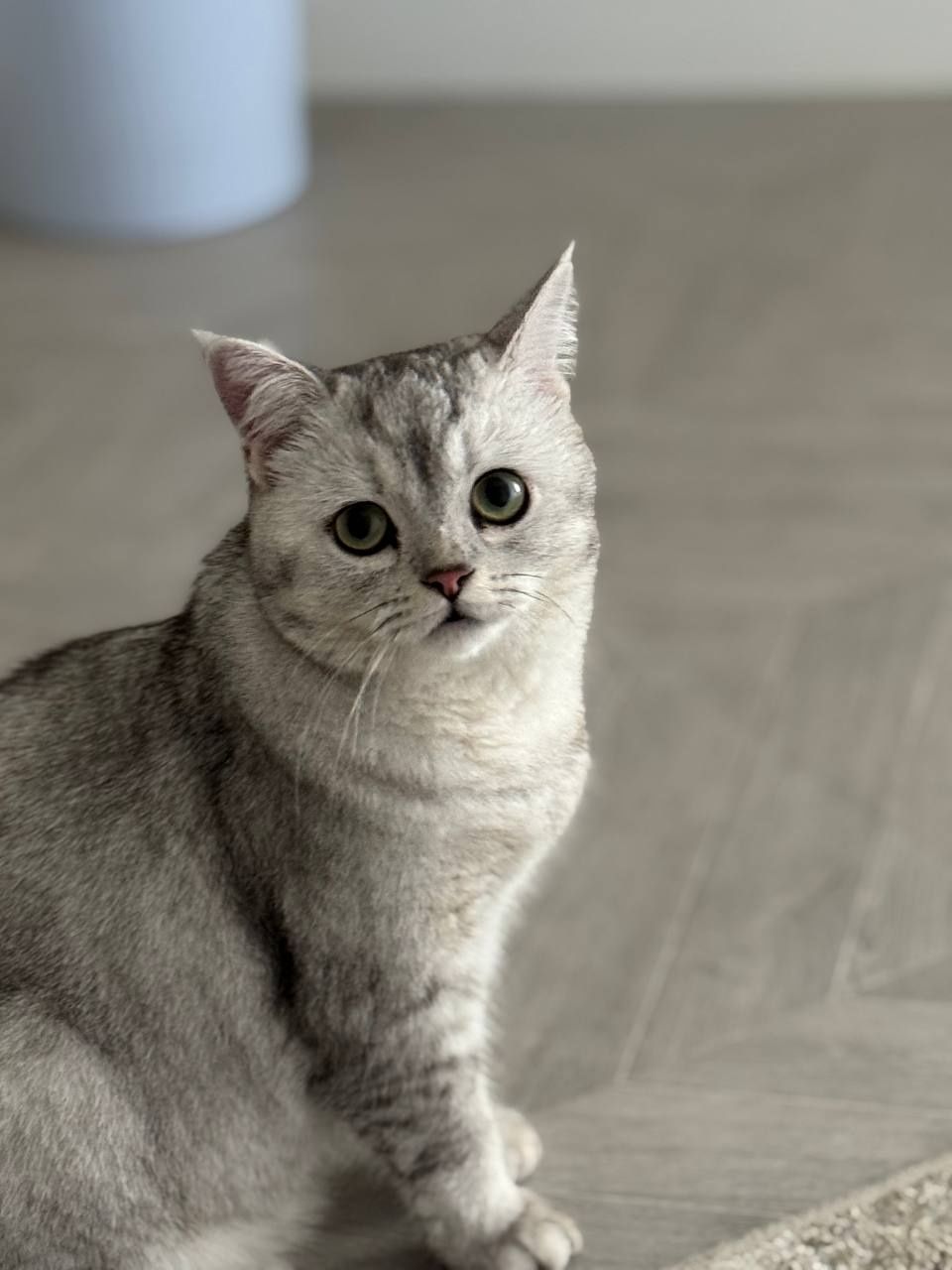 7 oyli кошка Британски дамашний

британский серебристый шиншилла