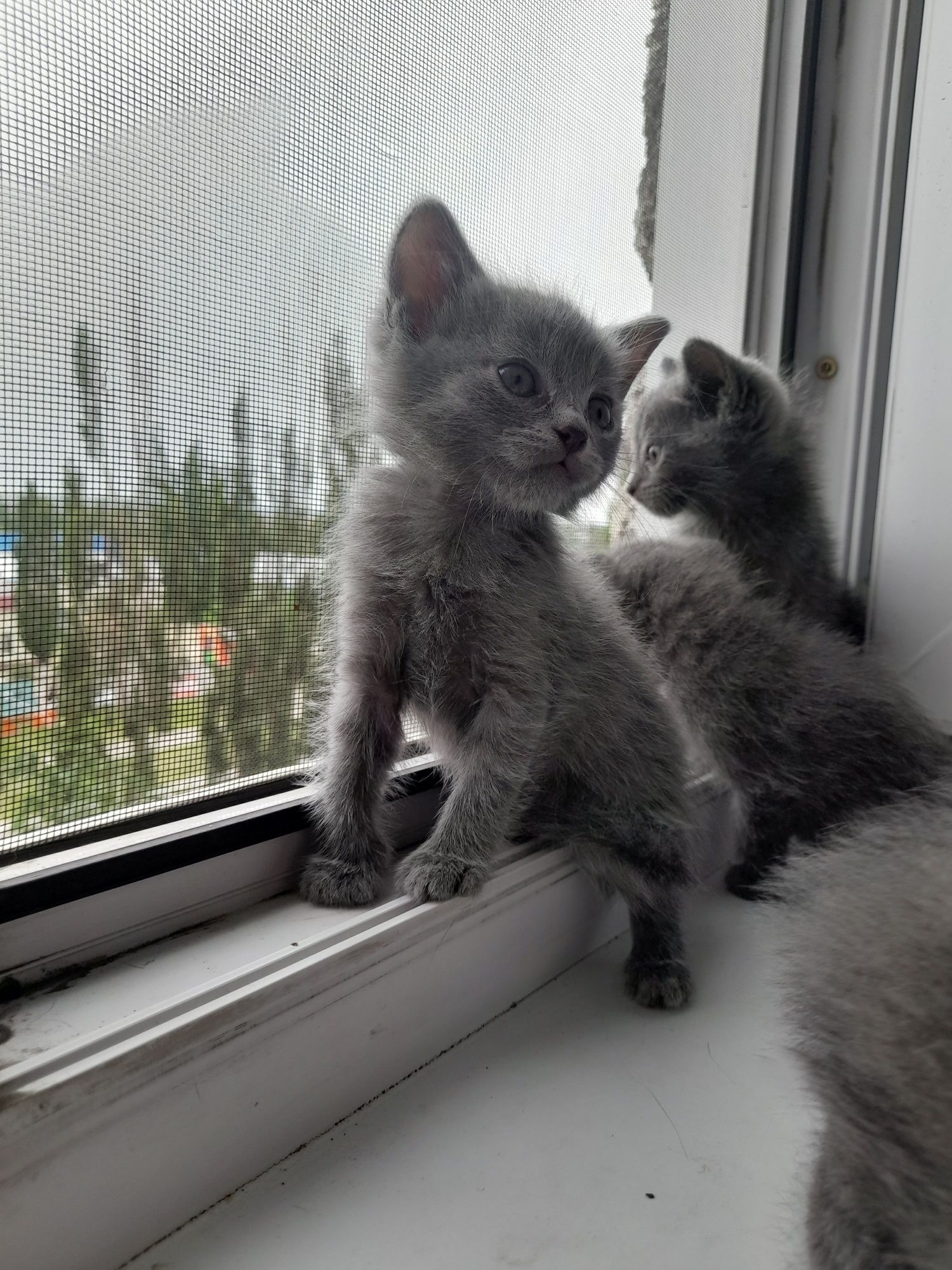 Отдам котят породистых