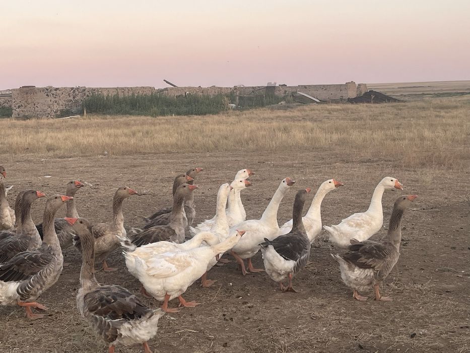 продам гусей 50 голов
