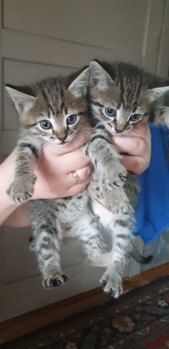 Котята от кошки мышеловки!