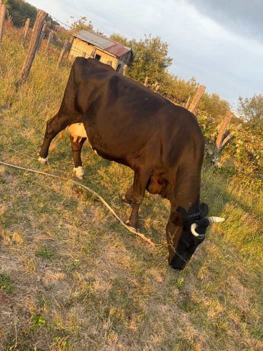 Vaca gestanta,foarte buna de lapte