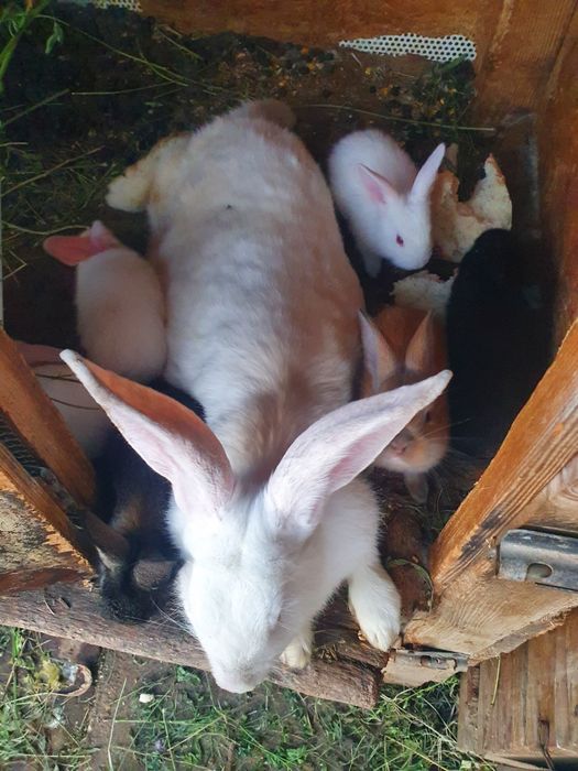 Vand iepurii de rasă