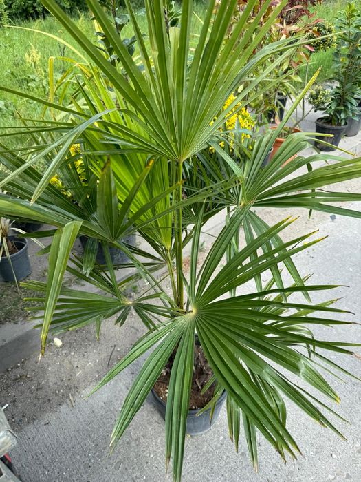Tuia leylandii super oferta gazon rulou sport rustic