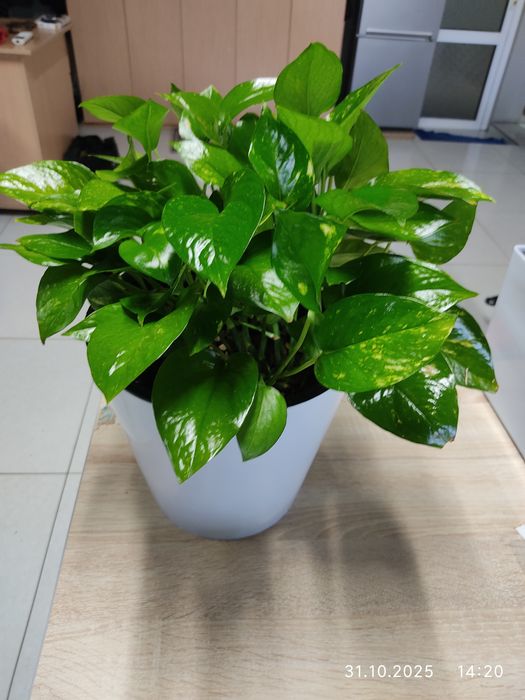 Эпипремнум, Сциндаптус,гул, комнатная растения 5.5 л горшок