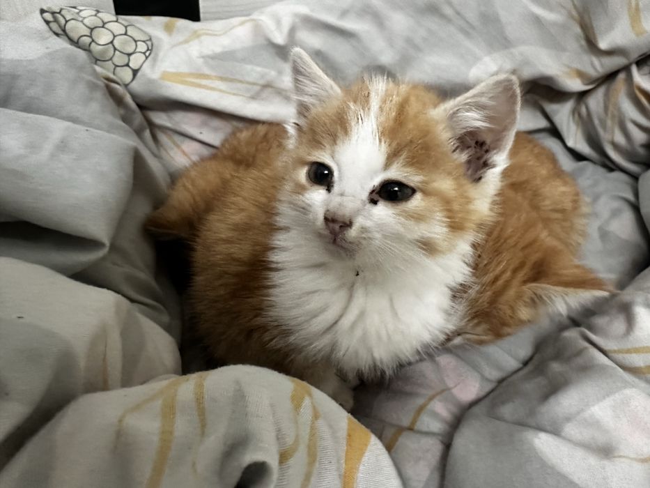 Отдам даром в хорошие руки три кота девочки недавно родились мама умер