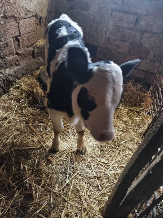 Теле сукалче на 15 дни