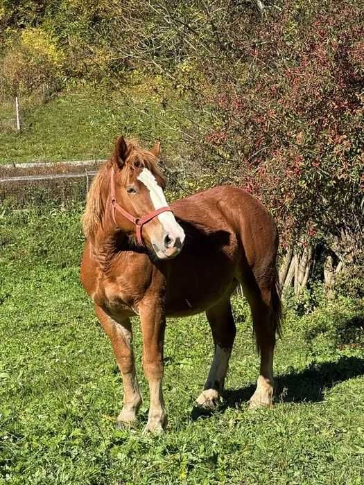 Vand manza de un an jumate