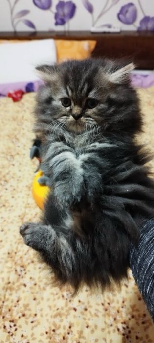 Персийски котенца