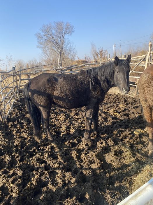 Семіз соғым сатылады