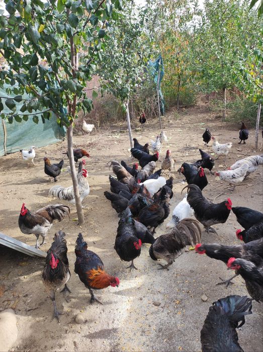 Vând cocoși Australorp și Marans