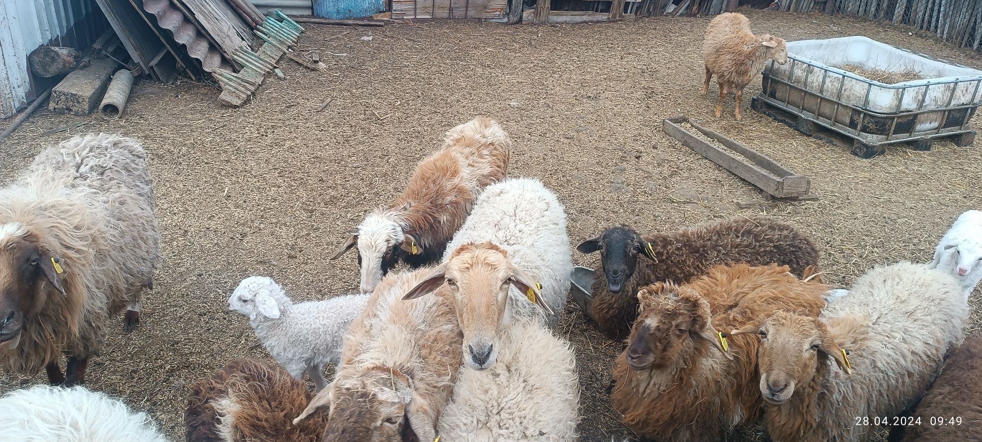 Продам овец в селе Байшуак (Елизаветинка (