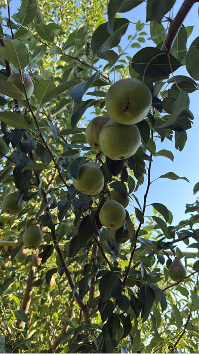 Pomi fructiferi pe rod