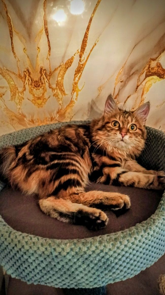 Кошечка курильского бобтейла
