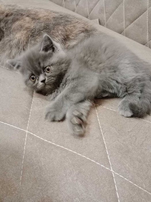 Сотилади Мушуклар Тигуш ва Малыш Британская короткошёрстная