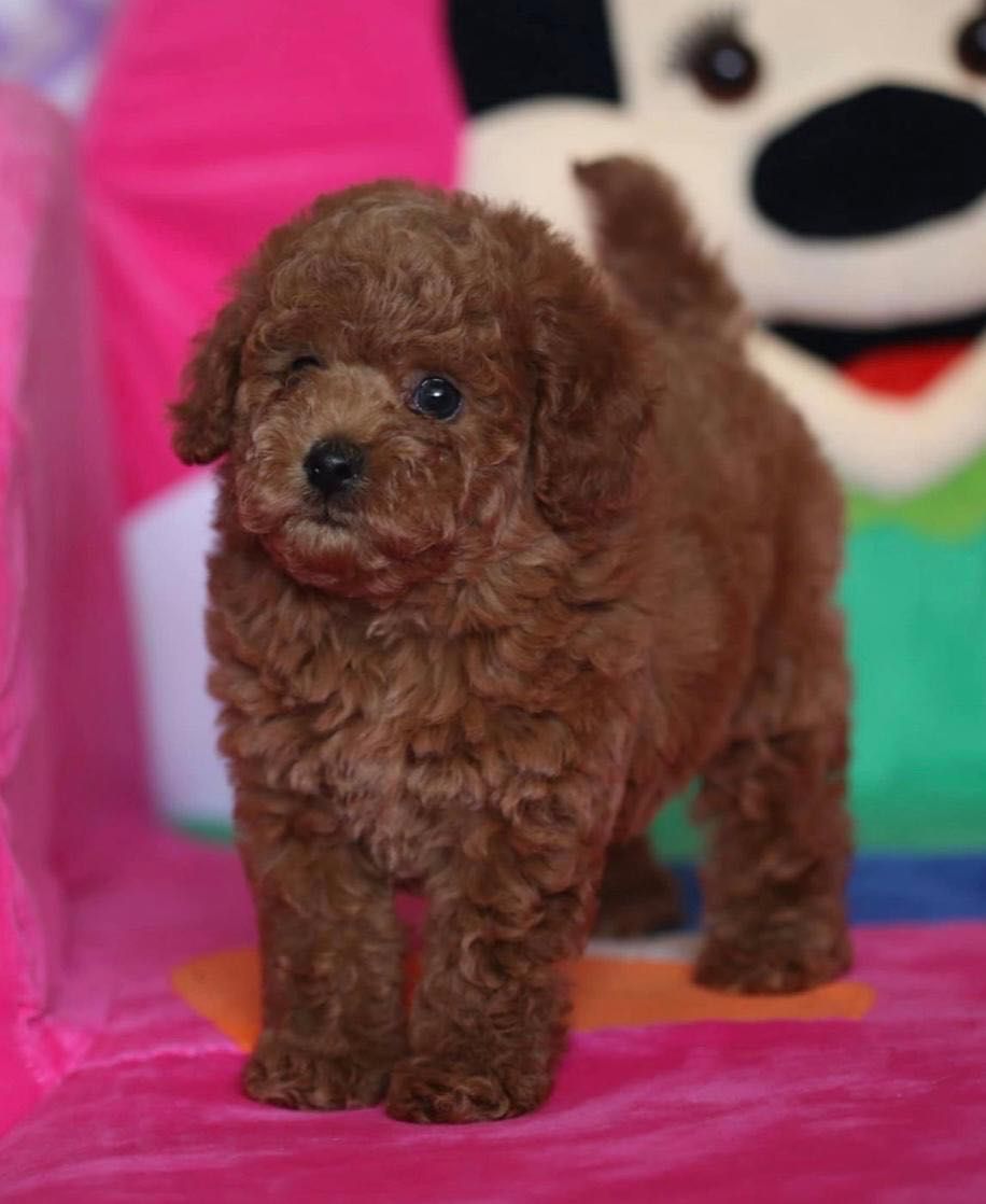 Пудел/Poodle toy/Пудел Той
