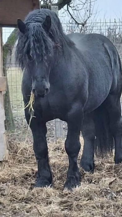 Armasar de vanzare sau pentru montă