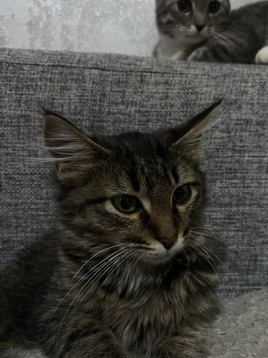 отдадим котенка, мальчик 5 месяцев