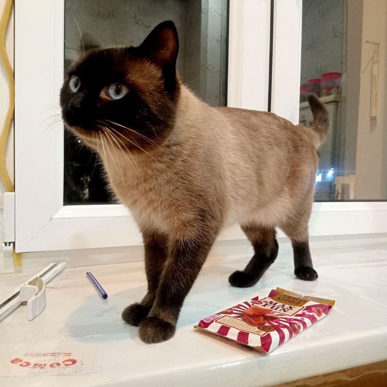 Продажа котят тайской кошки – 1 месяц