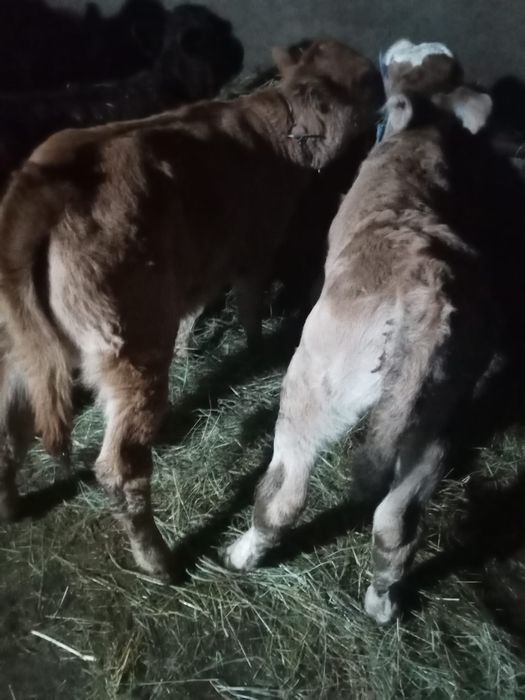 Vand 3 vitele deosebit de frumoase