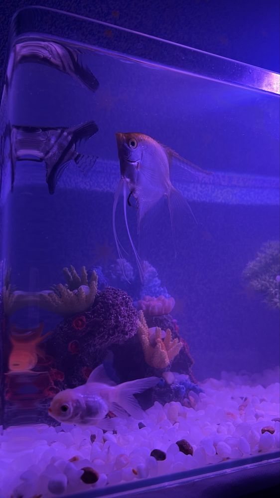Akvarium baliqlari bilan