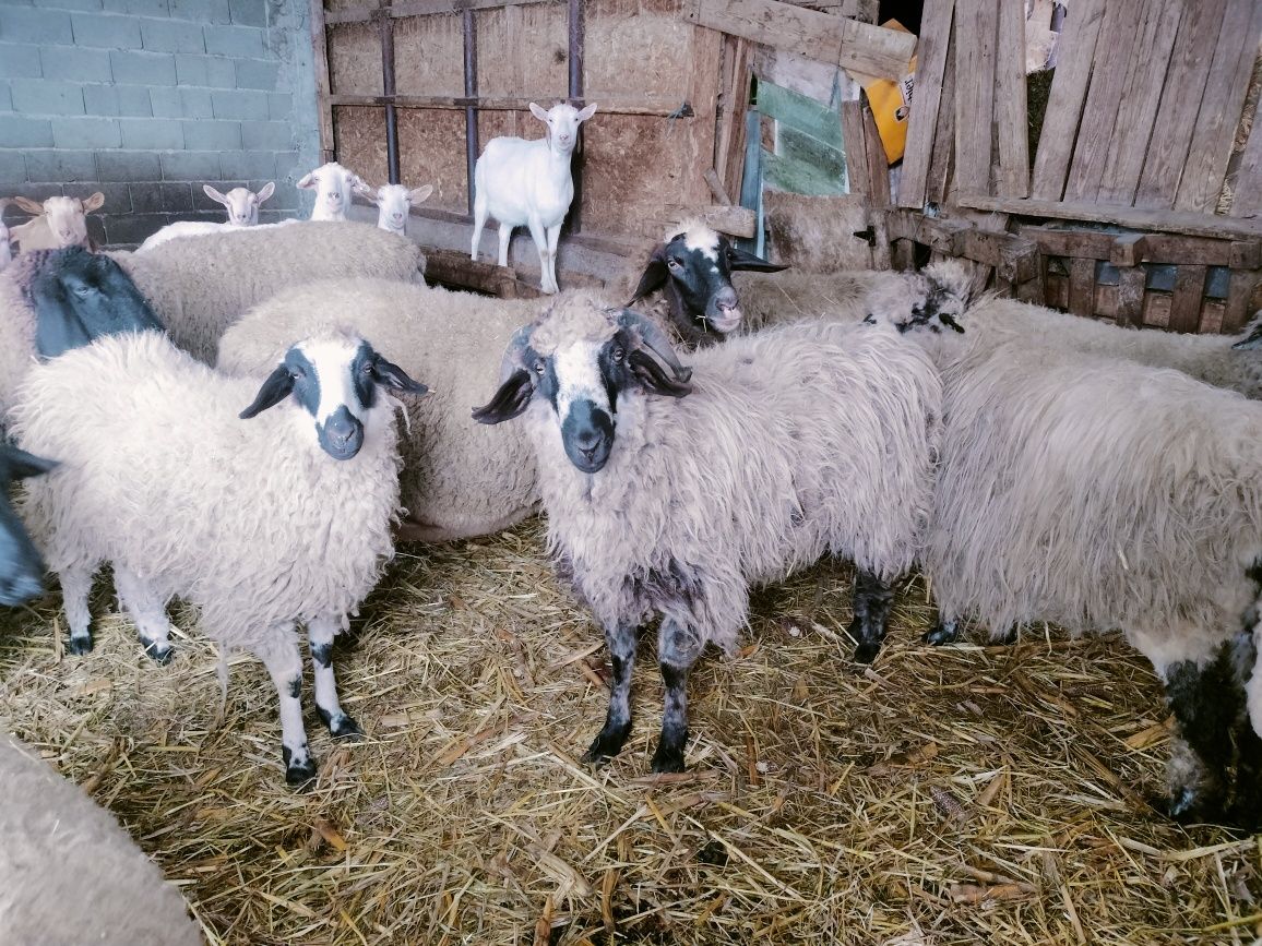 Vând berbecuti metis Texel