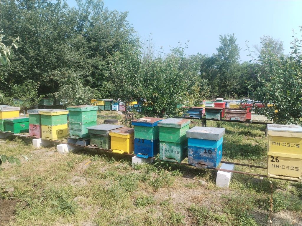 Vând stupi cu albine  și roiuri separat