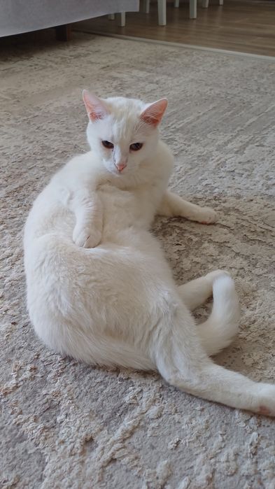 Отдам в хорошие руки