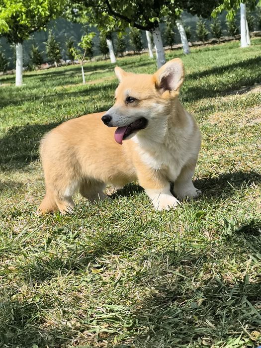 Welsh corgi pembroke
