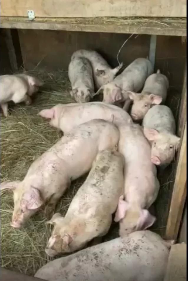 Куры поросята вакценированые доставка до дома