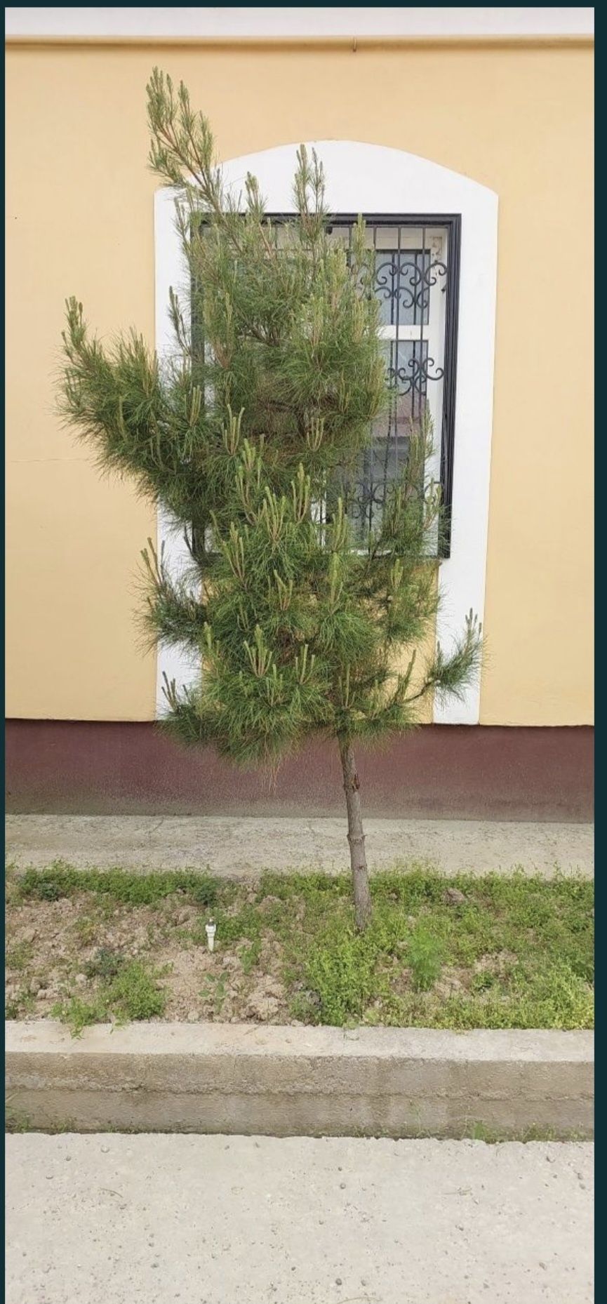 Продаётся участка 6 соток