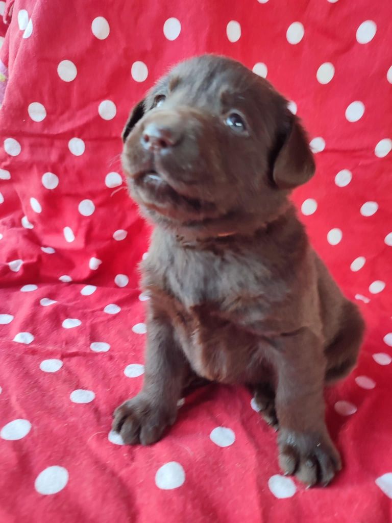 Labrador retriever ciocolatiu Pedigree