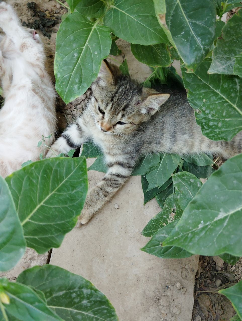 Котята только в добрые руки!