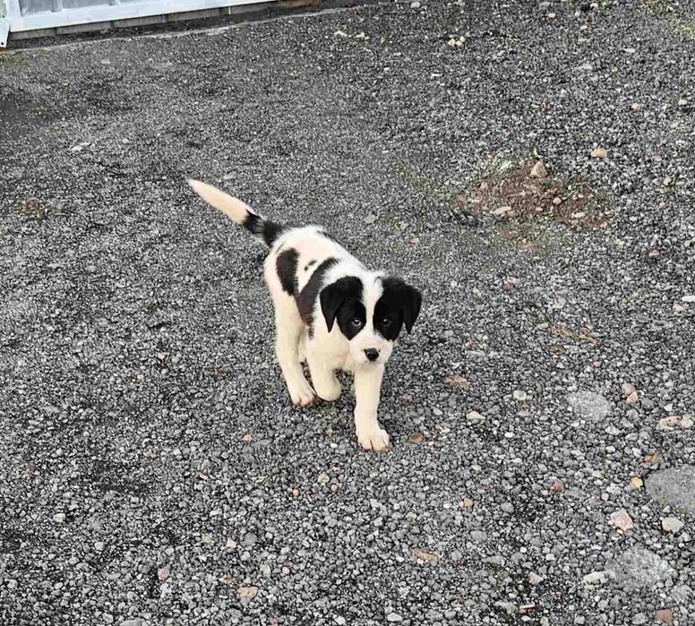 Търсим си стопани.