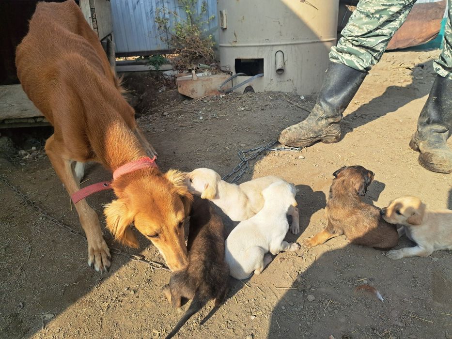 Тазы күшіктер щенки таз