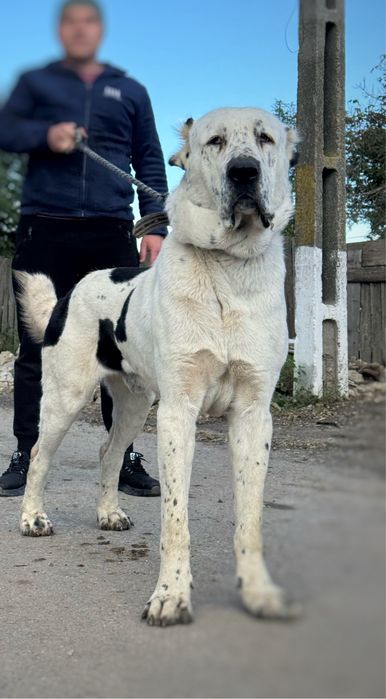 Femela Asia Centrala