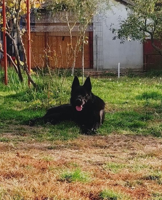 Mascul Ciobanesc german cu pedigree