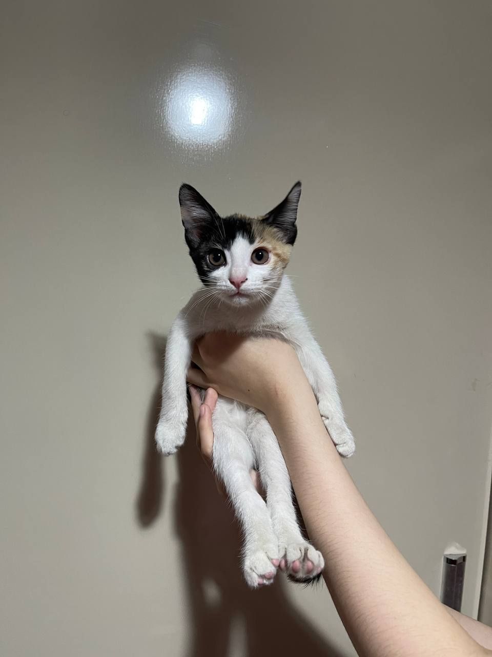 Котята бесплатно