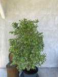 Vand ficus Benjamin 2 buc