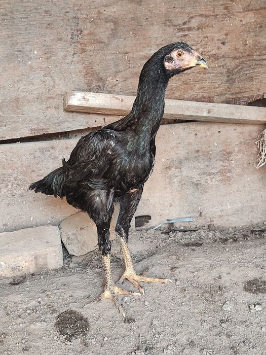 О Шамо курочки джужики