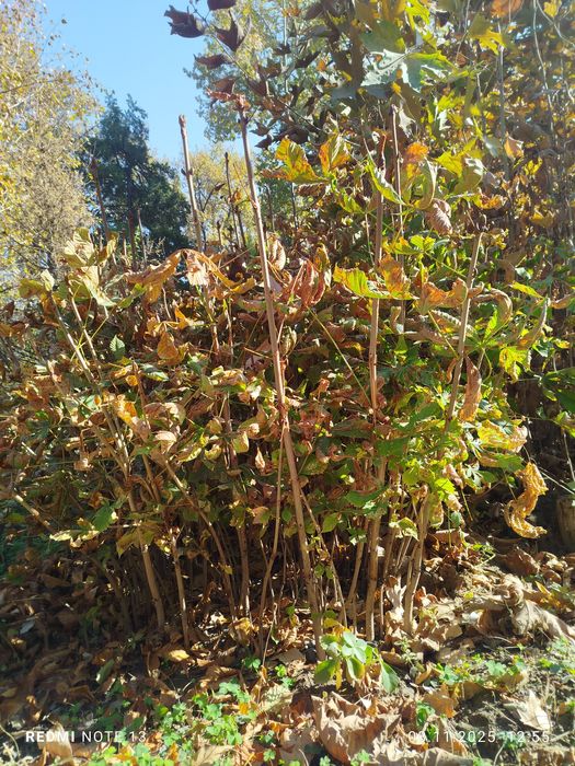 Kashtan koʻchatlari